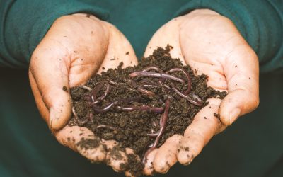 Gut Infestations – Worms how, when and how to get rid off